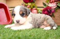 Cyrus, a male Miniature Bernedoodle for sale in Arthur, IL – 3 of 10