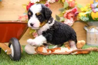 Jesse, a male Miniature Bernedoodle for sale in Arthur, IL – 8 of 9