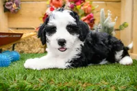 Cora, a female Miniature Bernedoodle for sale in Arthur, IL – 2 of 9