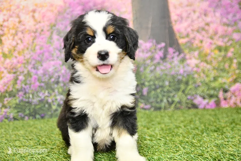 Jonah – Miniature Bernedoodle puppy for sale in Arthur, IL