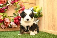 Knox, a male Miniature Bernedoodle for sale in Arthur, IL – 5 of 7