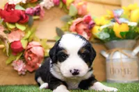 Jack, a male Miniature Bernedoodle for sale in Arthur, IL – 8 of 9