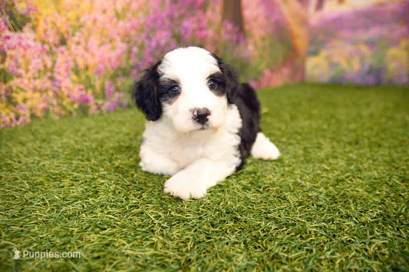 Cora – Miniature Bernedoodle puppy for sale in Arthur, IL