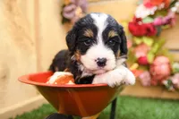 Jade, a female Miniature Bernedoodle for sale in Arthur, IL – 3 of 7