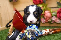 Jimmy, a male Miniature Bernedoodle for sale in Arthur, IL – 3 of 6