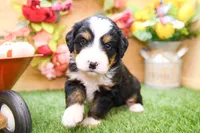 Jasper, a male Miniature Bernedoodle for sale in Arthur, IL – 5 of 7
