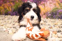 Katie, a female Miniature Bernedoodle for sale in Arthur, IL – 8 of 10