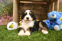 Hazel, a female Miniature Bernedoodle for sale in Arthur, IL – 4 of 7