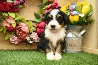 Hazel, a female Miniature Bernedoodle for sale in Arthur, IL – 3 of 7