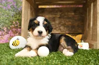 Hazel, a female Miniature Bernedoodle for sale in Arthur, IL – 5 of 7