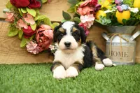 Hazel, a female Miniature Bernedoodle for sale in Arthur, IL – 2 of 7