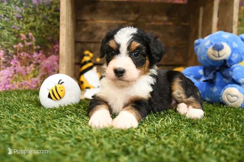 Hazel – Miniature Bernedoodle puppy for sale in Arthur, IL