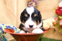 Jett, a male Miniature Bernedoodle for sale in Arthur, IL – 8 of 10