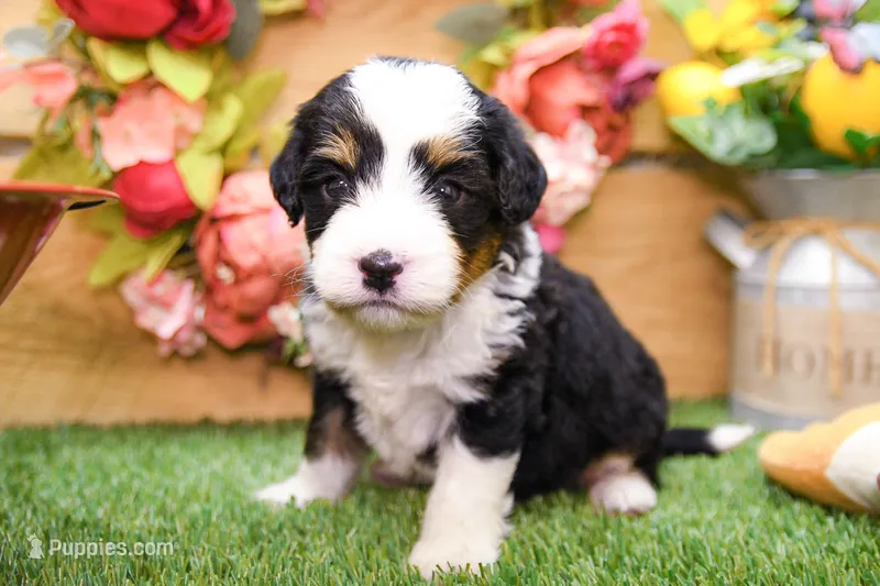 Jesse – Miniature Bernedoodle puppy for sale in Arthur, IL