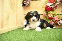 Rainey, a female Miniature Bernedoodle for sale in Arthur, IL – 4 of 6