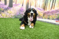 Rainey, a female Miniature Bernedoodle for sale in Arthur, IL – 5 of 6