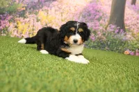 Rainey, a female Miniature Bernedoodle for sale in Arthur, IL – 2 of 6