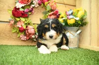 Rainey, a female Miniature Bernedoodle for sale in Arthur, IL – 3 of 6