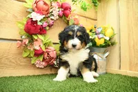 Rainey, a female Miniature Bernedoodle for sale in Arthur, IL – 1 of 6