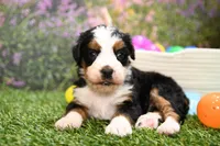 Claire, a female Miniature Bernedoodle for sale in Arthur, IL – Photo 4 of 7