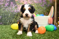Claire, a female Miniature Bernedoodle for sale in Arthur, IL – Photo 5 of 7