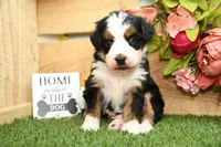 Claire, a female Miniature Bernedoodle for sale in Arthur, IL – Photo 2 of 7