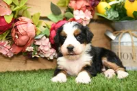 Claire, a female Miniature Bernedoodle for sale in Arthur, IL – Photo 1 of 7