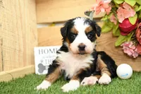 Claire, a female Miniature Bernedoodle for sale in Arthur, IL – Photo 3 of 7