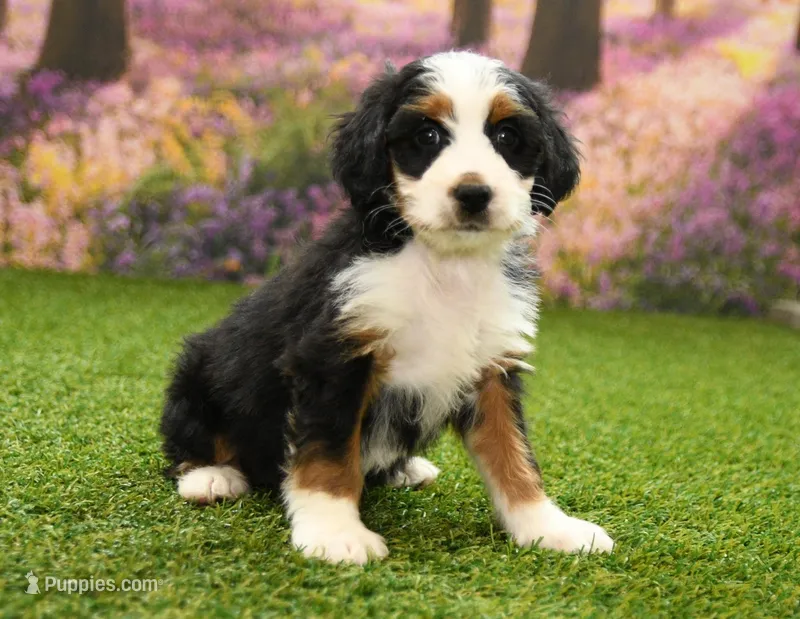 Claire – Miniature Bernedoodle puppy for sale in Arthur, IL