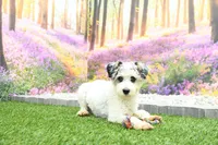 Cora, a female Miniature Bernedoodle for sale in Arthur, IL – 10 of 10
