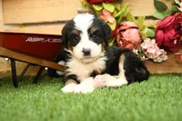 Khloe, a female Miniature Bernedoodle for sale in Arthur, IL – 3 of 7