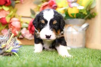 Jett, a male Miniature Bernedoodle for sale in Arthur, IL – 5 of 10