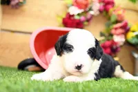Cora, a female Miniature Bernedoodle for sale in Arthur, IL – 2 of 10