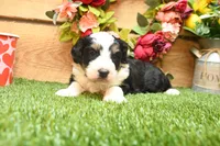 Carmen, a female Miniature Bernedoodle for sale in Arthur, IL – Photo 2 of 6