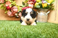 Carmen, a female Miniature Bernedoodle for sale in Arthur, IL – Photo 4 of 6