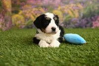Carmen, a female Miniature Bernedoodle for sale in Arthur, IL – Photo 3 of 6