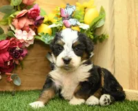 Kaley, a female Miniature Bernedoodle for sale in Arthur, IL – 2 of 6