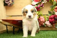 Kaya, a female Miniature Bernedoodle for sale in Arthur, IL – 4 of 6