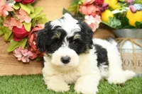 Poppy, a female Miniature Bernedoodle for sale in Arthur, IL – 3 of 6