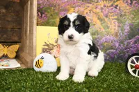 Poppy, a female Miniature Bernedoodle for sale in Arthur, IL – Photo 5 of 8