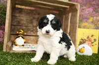 Poppy, a female Miniature Bernedoodle for sale in Arthur, IL – Photo 3 of 8
