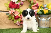 Poppy, a female Miniature Bernedoodle for sale in Arthur, IL – Photo 6 of 8