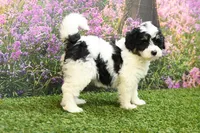Poppy, a female Miniature Bernedoodle for sale in Arthur, IL – 2 of 6