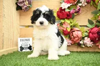 Poppy, a female Miniature Bernedoodle for sale in Arthur, IL – 4 of 6