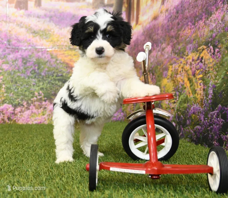Poppy – Miniature Bernedoodle puppy for sale in Arthur, IL