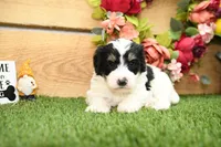 Poppy, a female Miniature Bernedoodle for sale in Arthur, IL – Photo 2 of 8