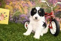 Poppy, a female Miniature Bernedoodle for sale in Arthur, IL – Photo 4 of 8