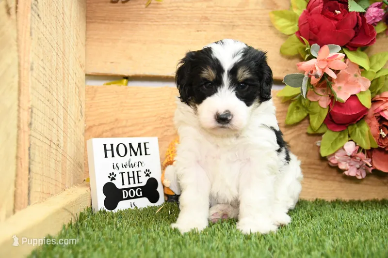 Poppy – Miniature Bernedoodle puppy for sale in Arthur, IL