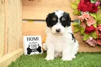 Poppy, a female Miniature Bernedoodle for sale in Arthur, IL – Photo 1 of 8