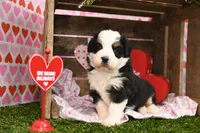 Chloe, a female Miniature Bernedoodle for sale in Arthur, IL – Photo 3 of 6